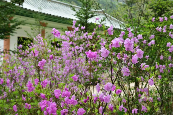 Virágzó Vadrozmaring Bokor Buddhista Bohen Kolostor Kertjében Észak Koreában Myohan — Stock Fotó