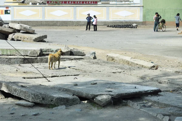 Kaesong Coreia Norte Maio 2019 Vida Urbana Cão Uma Cadeia — Fotografia de Stock