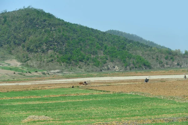 Paisagem Rural Coreia Norte Camponeses Estrada Terra Campo Agrícola Cultivado — Fotografia de Stock