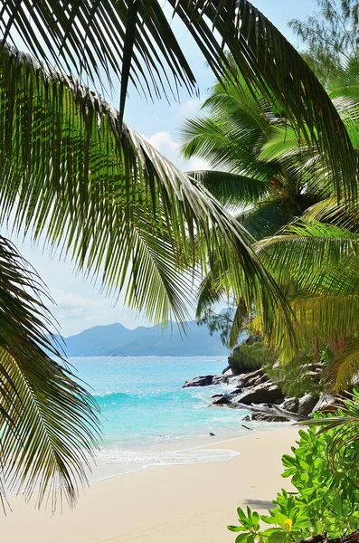 Ramos Palmeiras Praia Areia Nas Ilhas Seychelles Mahe Anse Soleil — Fotografia de Stock