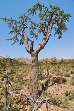 Frankincense Tree, Boswellia sacra, olibanum tree, Homhil Plateau, Socotra Island, Yemen clipart