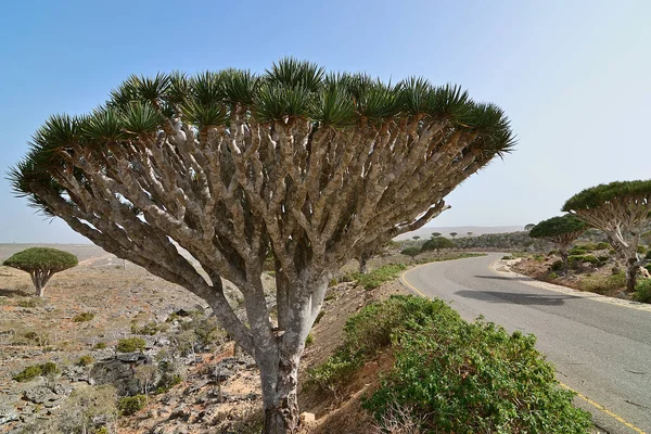 Árvores Sangue Dragão Planalto Dixam Socotra Island Longo Uma Estrada — Fotografia de Stock