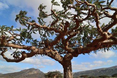 Homhill Platosu. Socotra Adası, Yemen 'deki yerel bitkilerden oluşan taç ağacı. Afrika 
