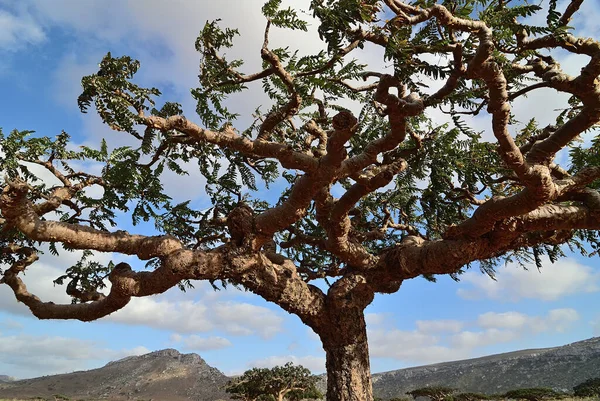 Plateau Homhill Arbre Couronne Une Plante Endémique Sur Île Socotra — Photo