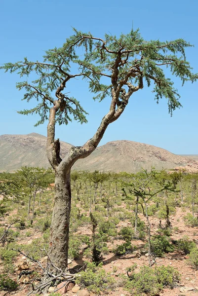 Paisaje Socotra Vista Meseta Homhil Isla Socotra Yemen Árbol Incienso — Foto de Stock