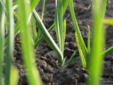 Sarımsak bitkiler bir zemin üzerinde