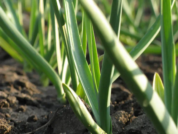 Knoflook planten op een grond — Stockfoto