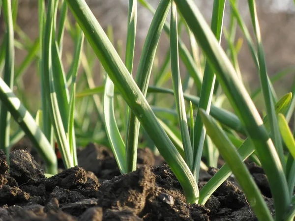 Knoflook planten op een grond — Stockfoto
