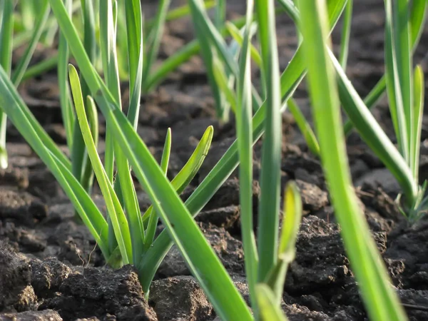 Knoflook planten op een grond — Stockfoto