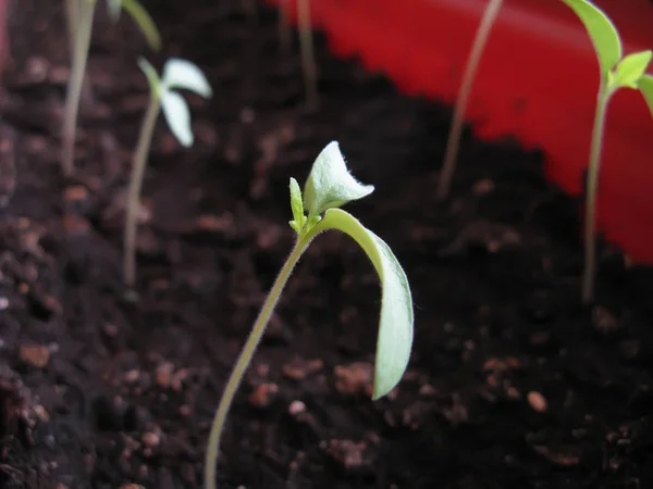 Sprouts of Tomato Plants — Stock Photo, Image