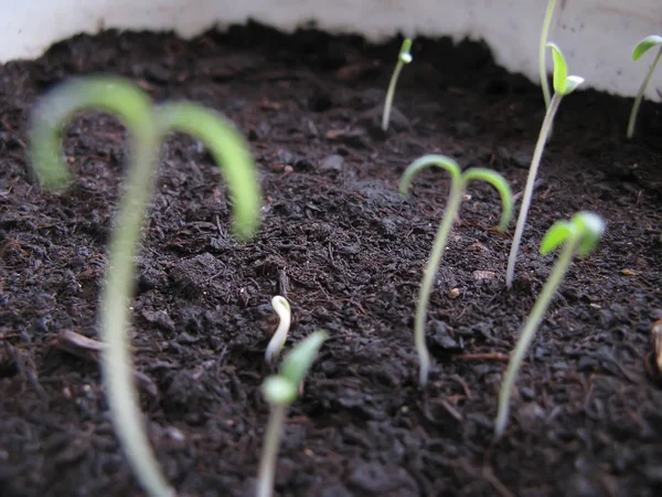 토마토 식물의 새싹 — 스톡 사진