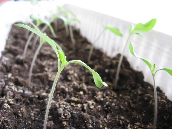 Triebe von Tomatenpflanzen — Stockfoto