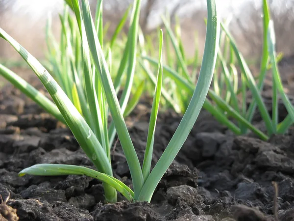 Knoflook planten op een grond — Stockfoto