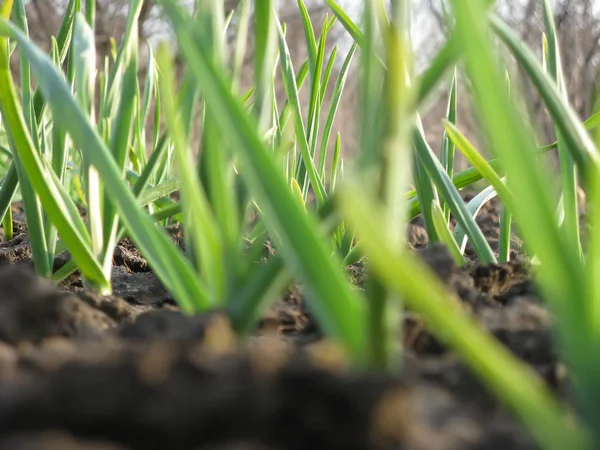 Knoflook planten op een grond — Stockfoto