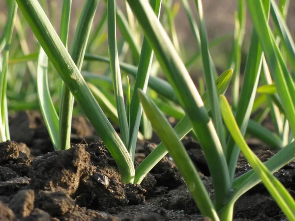 Knoflook planten op een grond — Stockfoto