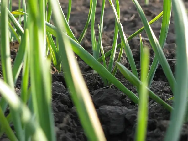 Knoflook planten op een grond — Stockfoto