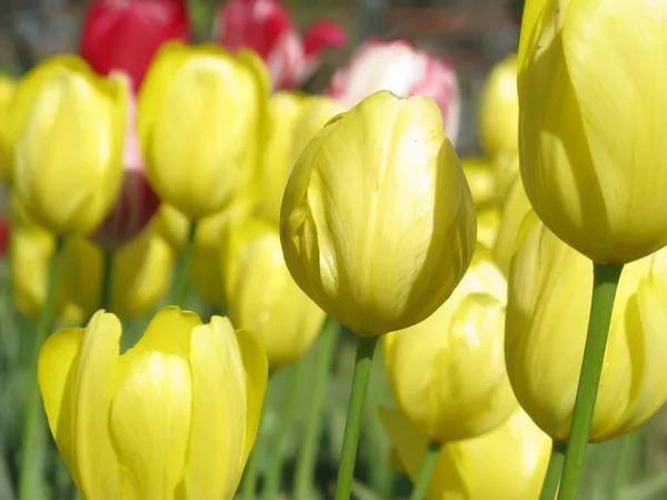 Tulpen im Garten — Stockfoto