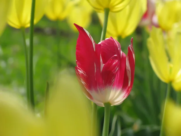 Tulips in Garden — Stock Photo, Image