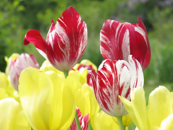 Tulipas no jardim — Fotografia de Stock