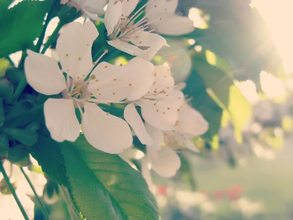 Sweet Cherry Tree Flowering — Stock Photo, Image
