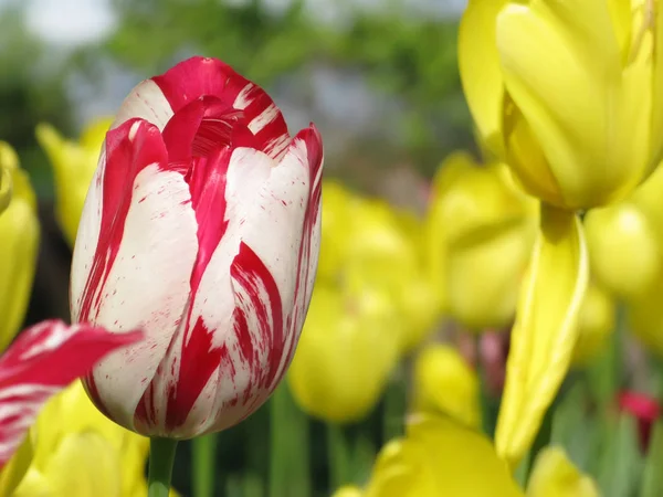 Tulipany w ogrodzie — Zdjęcie stockowe