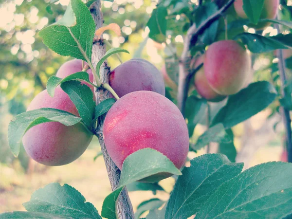 Ciruela de cereza en el árbol — Foto de Stock