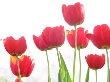 Beyaz arkaplanda kırmızı laleler