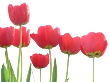 Beyaz arkaplanda kırmızı laleler