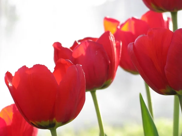 Rode tulpen op witte achtergrond — Stockfoto
