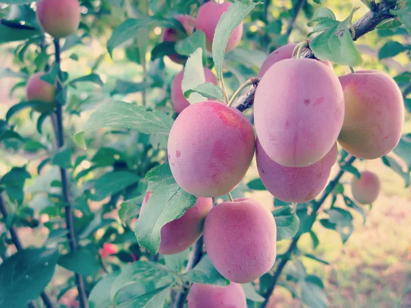 Ameixa de cereja na árvore — Fotografia de Stock