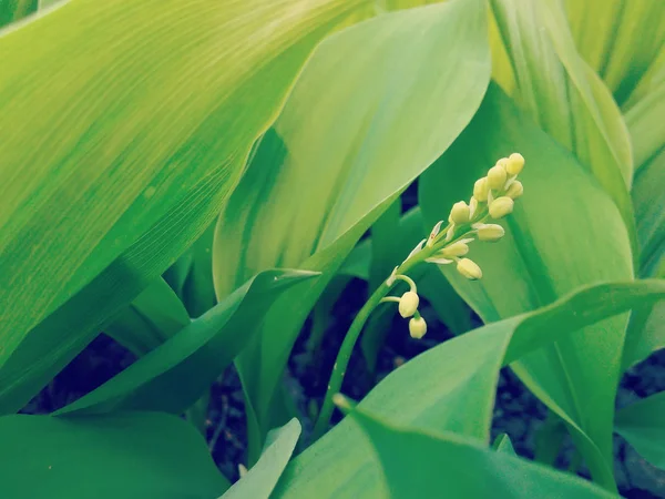 Plantação Lírios Vale Close Tapete Lírios Vale Antes Florescer Primavera — Fotografia de Stock