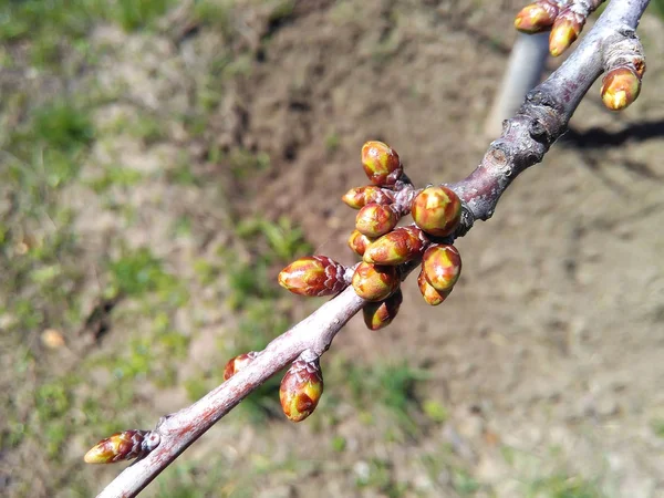 Brotes Una Rama Árbol Frutal Primavera Brotes Una Rama Árbol — Foto de Stock