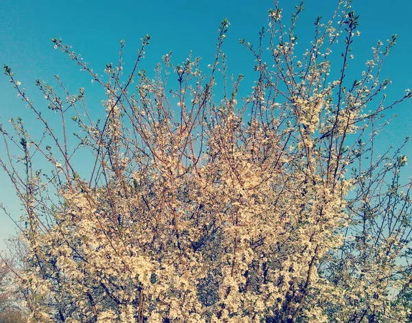 Kiraz Eriği Ağacının Çiçeği Çiçek Taç Kiraz Eriği Ağacının Baharda — Stok fotoğraf