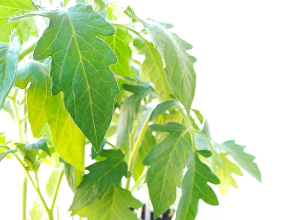 Zaailing Van Tomaat Planten Geïsoleerd Een Witte Achtergrond Close Van — Stockfoto