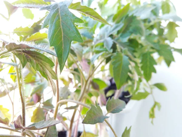 Sämling Von Tomatenpflanzen Isoliert Auf Weißem Hintergrund Sämling Von Tomatenpflanzen — Stockfoto