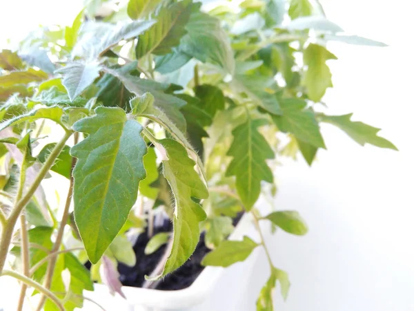Sämling Von Tomatenpflanzen Isoliert Auf Weißem Hintergrund Sämling Von Tomatenpflanzen — Stockfoto