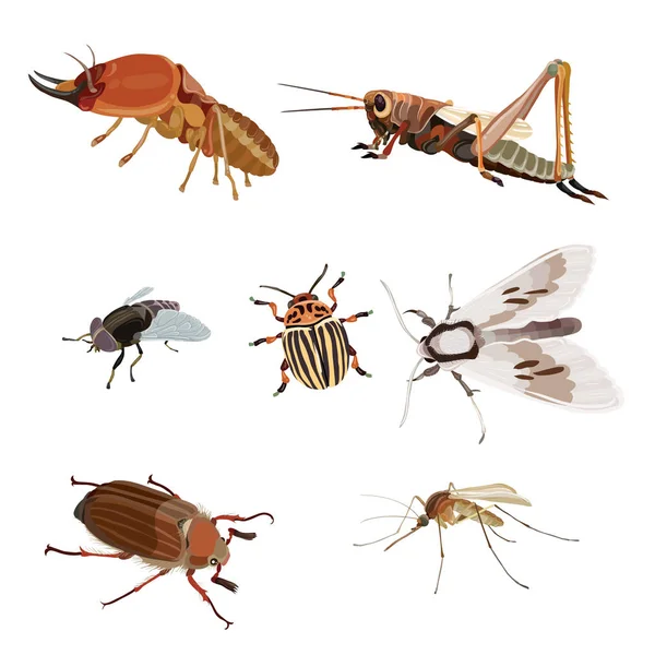 Σύνολο έντομα κινουμένων σχεδίων — Διανυσματικό Αρχείο