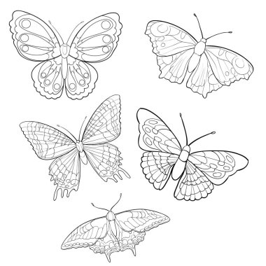 stilize kelebek koleksiyonu çizimler