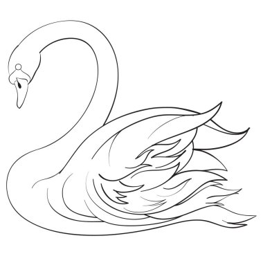 Dekoratif kuğu suda yüzüyor, başını eğiyor, çizim yapıyor, beyaz arka planda izole bir nesne.,