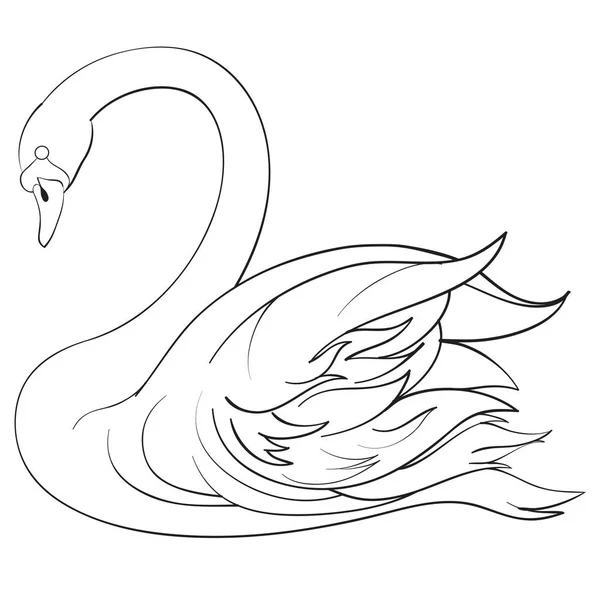 Cisne decorativo nada en el agua, inclinando la cabeza hacia abajo, dibujo del contorno, objeto aislado sobre un fondo blanco , — Archivo Imágenes Vectoriales