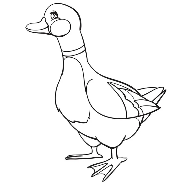 Duck drawn in outline, coloring, isolated object on a white background, poultry, farm, vector illustration, — Stock Vector