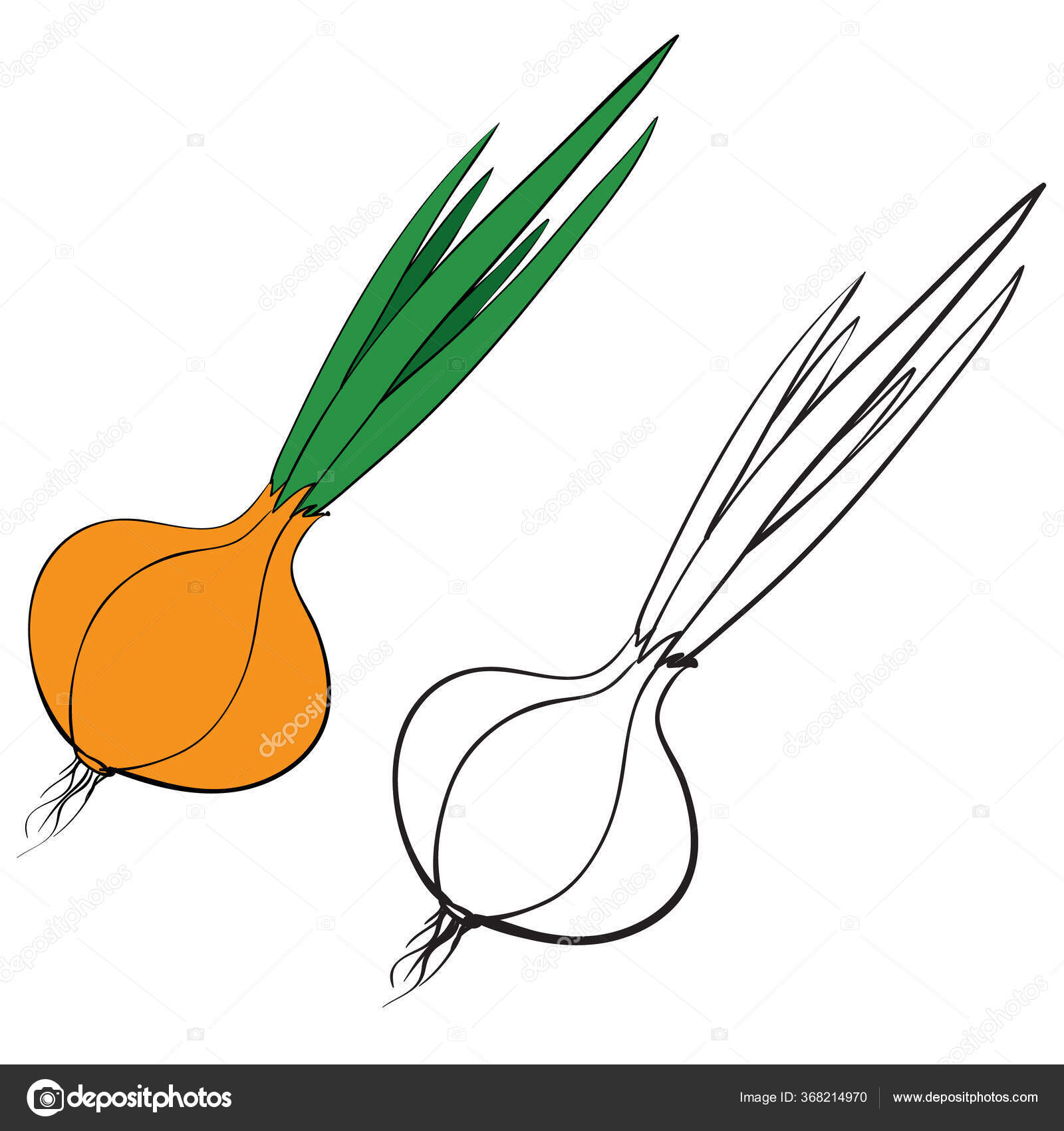 Onion head in color and without color in the outline, isolated object on a  white background, vector illustration, Stock Vector by ©Kopirin 368214970, image size:1600x1700