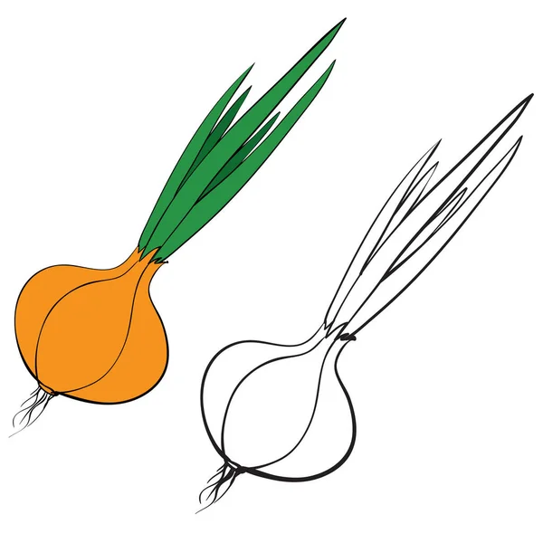 Cabeza de cebolla en color y sin color en el contorno, objeto aislado sobre un fondo blanco, ilustración vectorial , — Vector de stock