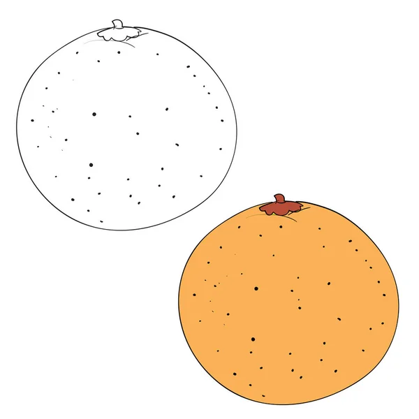 Conjunto de naranja dibujado en líneas negras y pintado, objeto aislado sobre un fondo blanco, ilustración vectorial , — Vector de stock