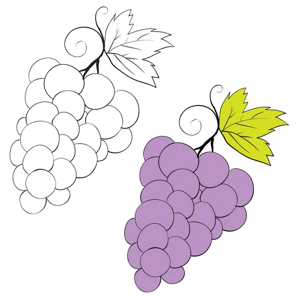 Набір винограду, намальований чорними лініями і розфарбований, ізольований об'єкт на білому фоні, Векторні ілюстрації , — стоковий вектор
