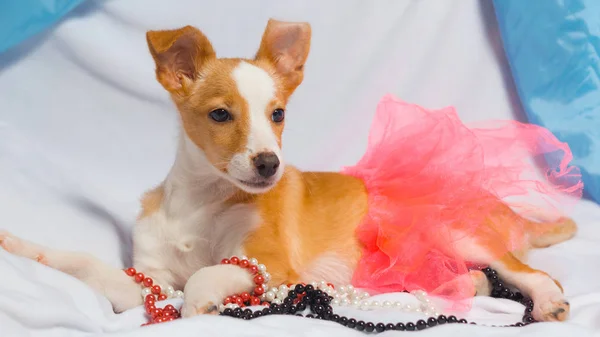 Pequeño perro naranja sobre fondo gris — Foto de Stock