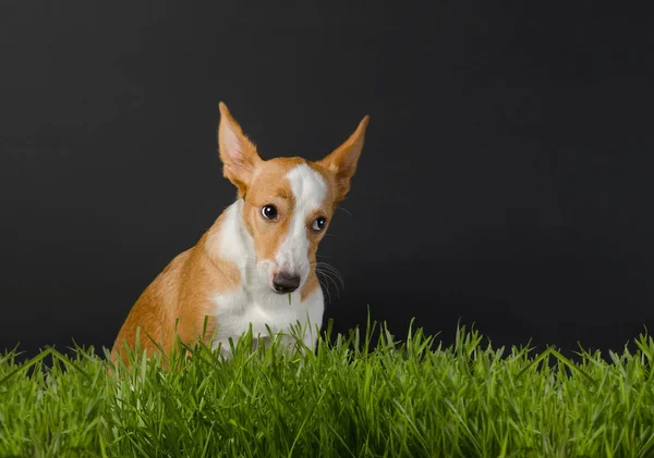 Il simpatico cane mangia erba — Foto Stock