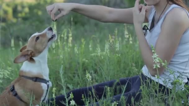 Девушка с красивой собакой на природе играют и едят вишню — стоковое видео