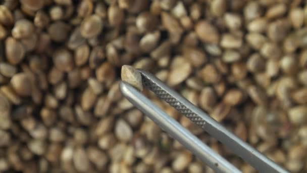 Семена конопли в макрофотографии — стоковое видео