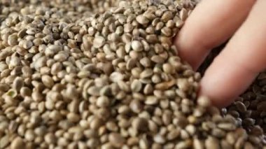 Makro fotoğrafçılıkta kenevir tohumları